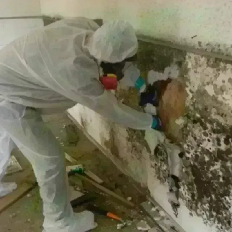 Mold Remediation and Removal in Moss Point, MS